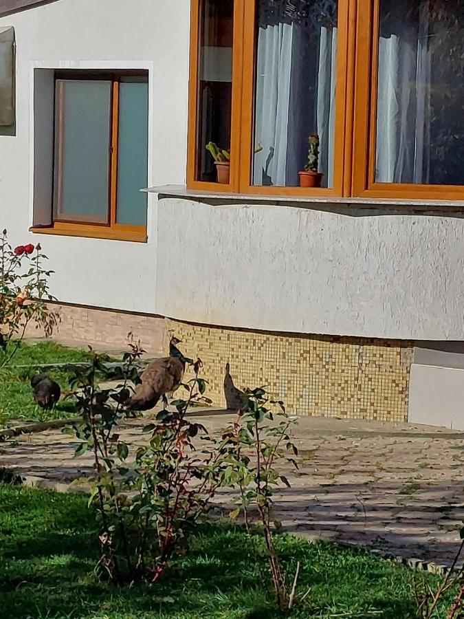Pensiunea Vera Rîşnov Luaran gambar